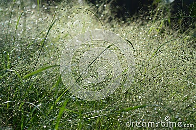 Panicum capillare plants that are dense and exposed to dew drops in the morning Stock Photo