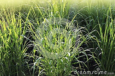 Panicum virgatum, commonly known as switchgrass, is a perennial bunchgrass . Stock Photo