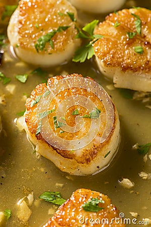 Panned Seared Scallops in Broth Stock Photo