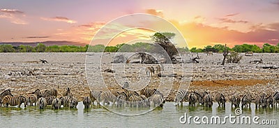 Pano view of a large herd of zebra drinking from a waterhole with a sunset sky Stock Photo