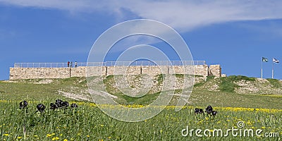 Israelite Fortress and Black Iris at Tel Arad in Israel Stock Photo