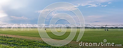 Panorama of the automated farming irrigation sprinklers system on cultivated agricultural landscape field Stock Photo