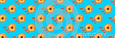 panorama of beautiful gerbera flowers and vibrant leaves background Stock Photo