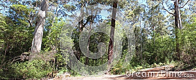 Panorama of Beedelup National Park West Aust Stock Photo