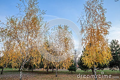 Panorama on birch trees with yellow and brown dry leaves, in autumn. Stock Photo