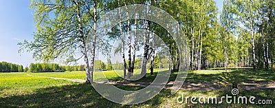 Panorama of birches alley Stock Photo