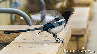 Panorama Bird perched on a raised stone plant bed outside a building Stock Photo