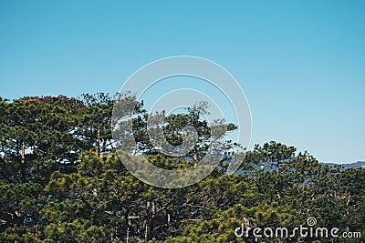 Panorama Bird's eye view of treetop. Evergreen coniferous pine tree, clusters of long needle shaped leaves. Forest Stock Photo