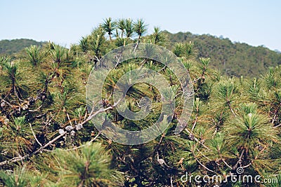 Panorama Bird's eye view of treetop. Evergreen coniferous pine tree, clusters of long needle shaped leaves. Forest grow Stock Photo