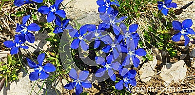 Panorama of blue gentiana flowers grow near the white stones Stock Photo
