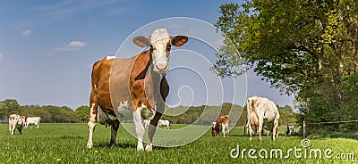 Panorama of a brown Holstein cow standing in the grass Stock Photo