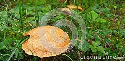 Panorama of brown mushrooms hypholoma fasciculare Stock Photo