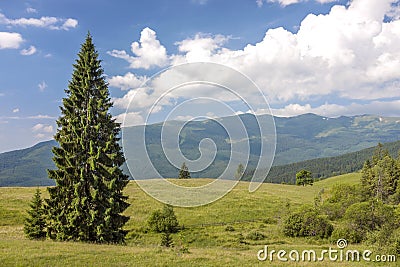 Panorama of Carpathian mountains in summer with lonely pine tree Stock Photo