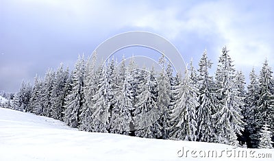 Panorama of chrismas trees under snow Stock Photo