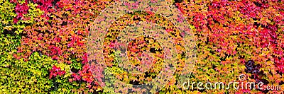 Panorama, colorful autumn leaves Stock Photo