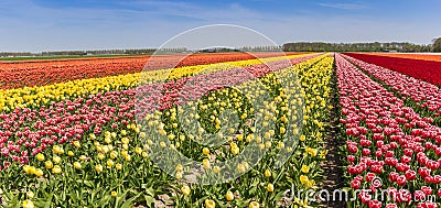 Panorama of a colorful tulips field in Flevoland Stock Photo