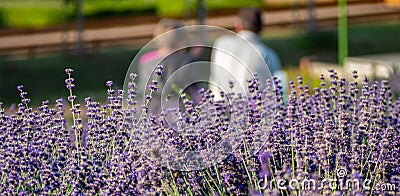 Panorama couple takes a break in the lavender field Stock Photo