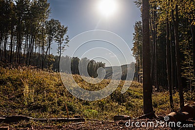 Panorama of a croatian logging camp, a lumber site in a forest in Papuk natural park, used to exploit wood resources, cut trees Stock Photo