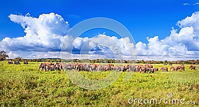 Panorama with elephants and jeeps safari Stock Photo