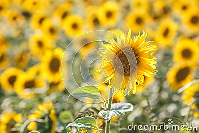 Panorama in field of blooming sunflowers in sunny day Stock Photo