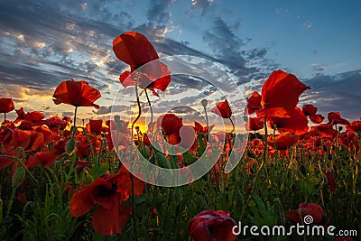 Panorama of a field of red poppies Stock Photo