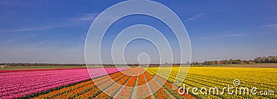 Panorama of a field of tulips in pink, orange and yellow Stock Photo