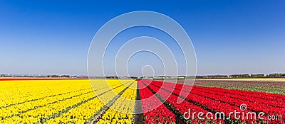 Panorama of a field of tulips in vibrant red and yellow colors in Noordoostpolder Stock Photo