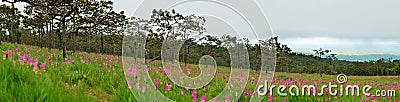 Panorama flower Wild siam tulips blooming in the jungle Stock Photo