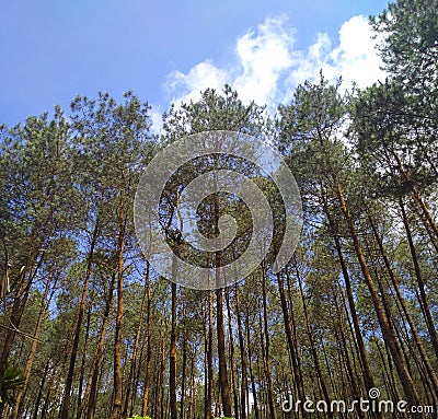 Panorama of forest homogen Stock Photo