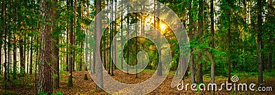 Forest panorama. Sunset landscape Stock Photo