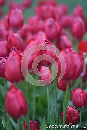 Beautiful red tulips in the spring garden Stock Photo