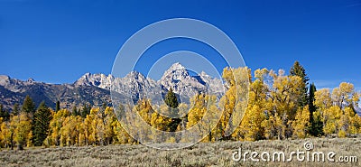 Panorama: Grand Teton with autumn golden aspens, Stock Photo