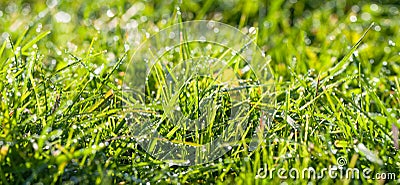 Panorama green grass with dew drops in sunlight on a autumn mea Stock Photo