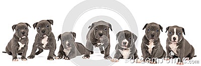 Panorama of a group of purebred American Bully or Bulldog puppies, siblings with blue and white fur isolated on a white background Stock Photo
