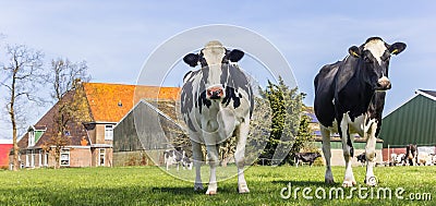 Panorama of holstein cows at a farm in Gaasterland Stock Photo