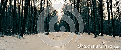 Panorama of an icy alley surrounded by dark forest in a snow-covered park Stock Photo