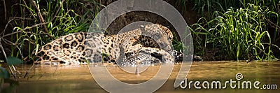 Panorama of jaguar lying on yacare caiman Stock Photo