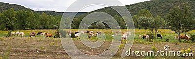 Panorama Landscape with Cows Stock Photo