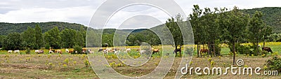 Panorama Landscape with Cows Stock Photo