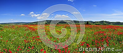 panorama landscape poppies field Stock Photo