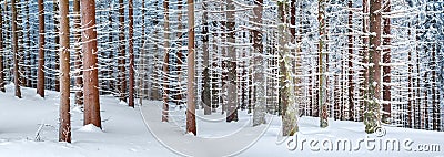 Panorama landscape of the winter forest of snowy spruce Stock Photo