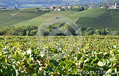 Panorama of Langhe vineyards Stock Photo