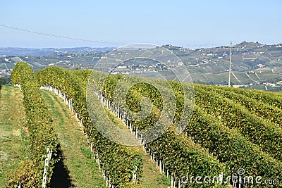 Panorama of Langhe vineyards Stock Photo