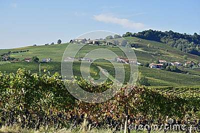 Panorama of Langhe vineyards Stock Photo