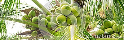 Panorama load cluster of young fruit green coconuts hanging on tree top with lush green foliage branch at tropical garden in Nha Stock Photo