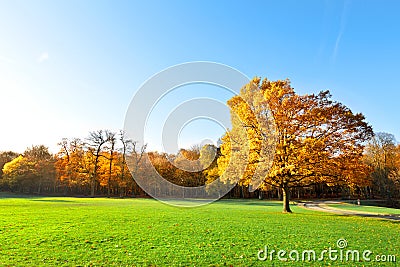 Panorama. Lonely beautiful autumn tree. Landscape. Stock Photo