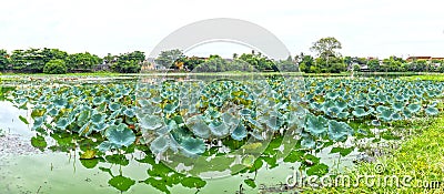 Panorama Lotus lagoon in the city of Hue, Vietnam Stock Photo