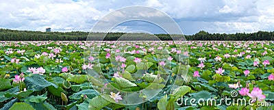 The panorama of lotus ponds in peaceful and quiet countryside. Stock Photo