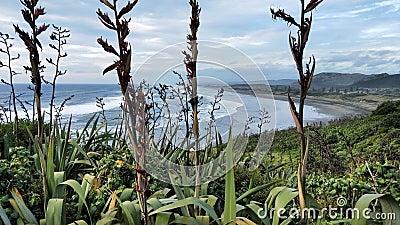 Panorama of Muriwai with flax on foreground. Stock Photo