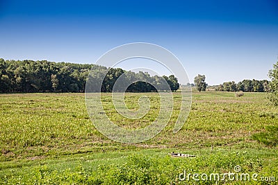 obedska bara wetland with a focus on its meadow, a swamp with a plain grass in summer. Obedska bara is a forest and Stock Photo